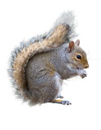 Grey Squirrel Control Fife