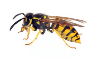Kirkcaldy Wasp Removal