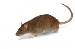 Rat Control Fife